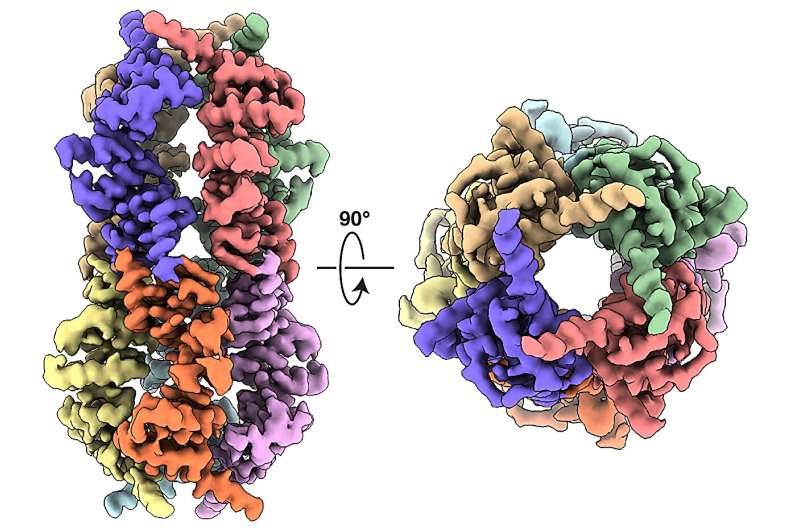 “Spider-like” mitochondrial structure initiates cell-wide stress response