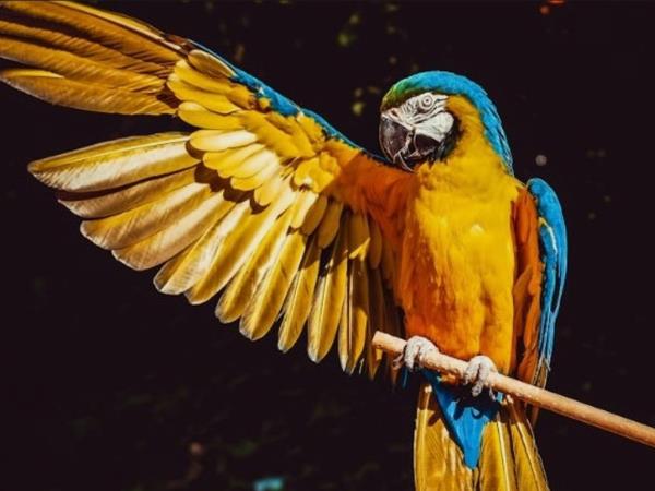parrot